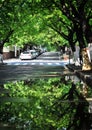 Trees reflection, Qingdao, China Royalty Free Stock Photo